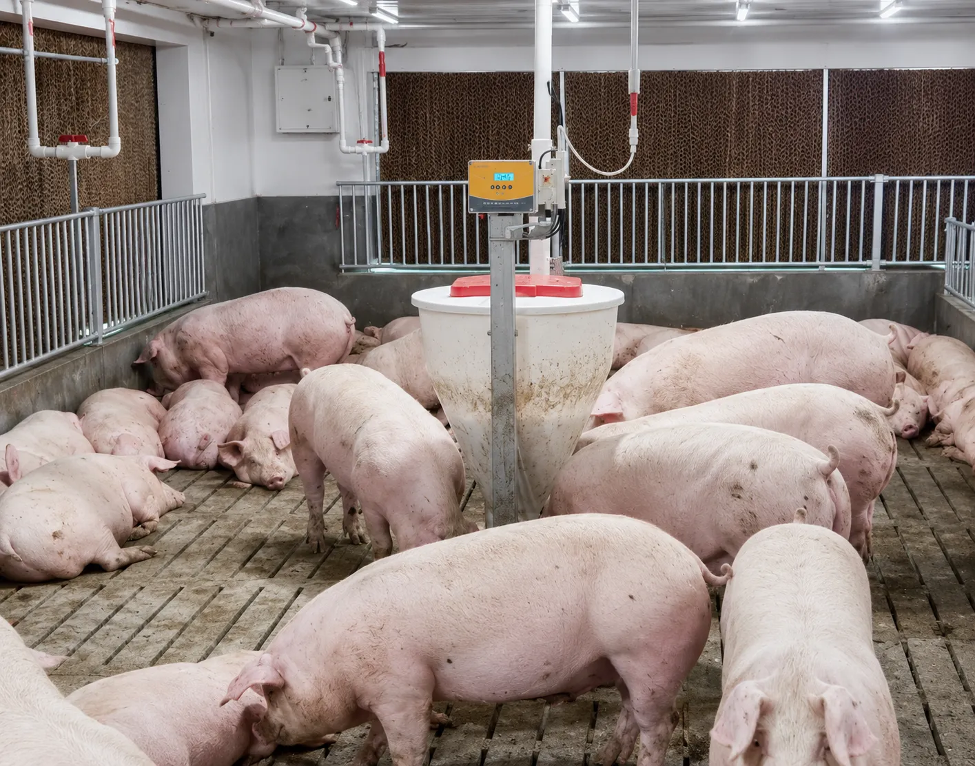 Intelligent Dry-Wet Feeder
